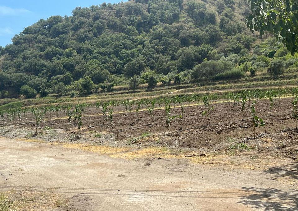 Finanziamenti per le aziende agricole: contributi per l’agricoltura di precisione e l’irrigazione smart